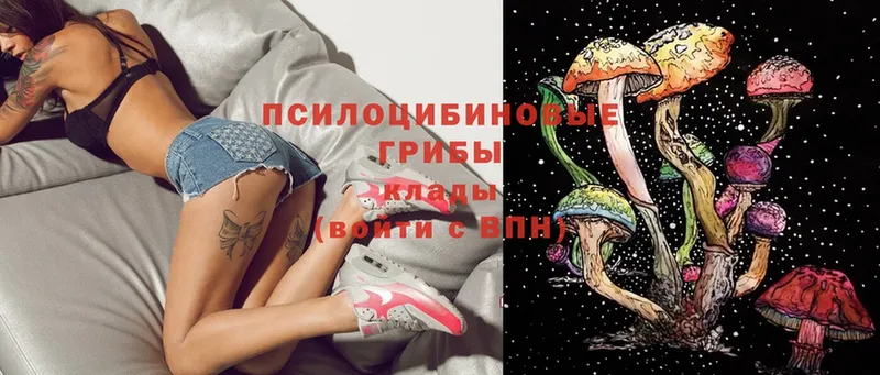 Псилоцибиновые грибы Psilocybe  Зеленодольск 